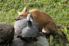 Wildlife