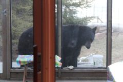 bear-on-porch-may-2013