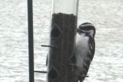 birdfeeder-scaled