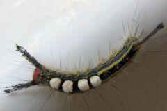 caterpillar-rotated